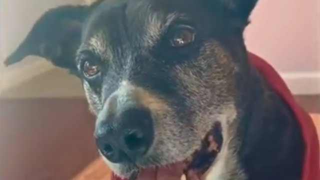 work from home music video